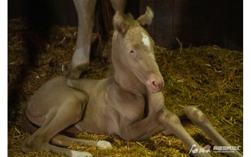 萌萌噠！小汗血馬在烏魯木齊“趕趟兒”出生